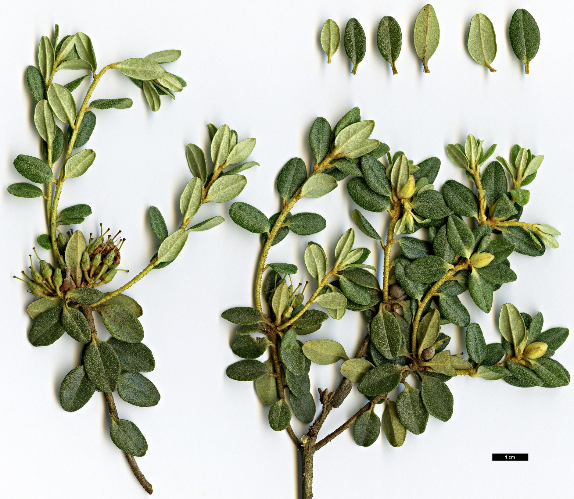 High resolution image: Family: Ericaceae - Genus: Rhododendron - Taxon: aff. tsaii 